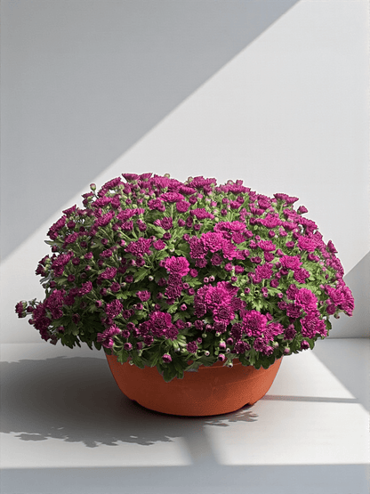 Chrysanthemum - Purple (P310)