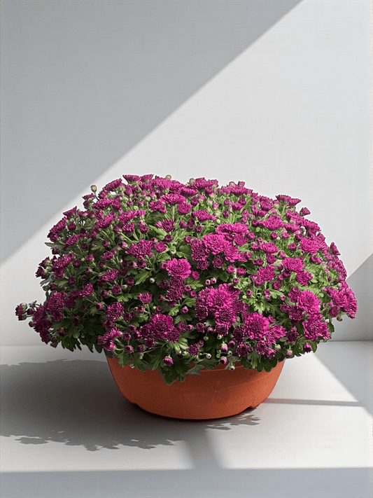 Chrysanthemum - Purple (P310)