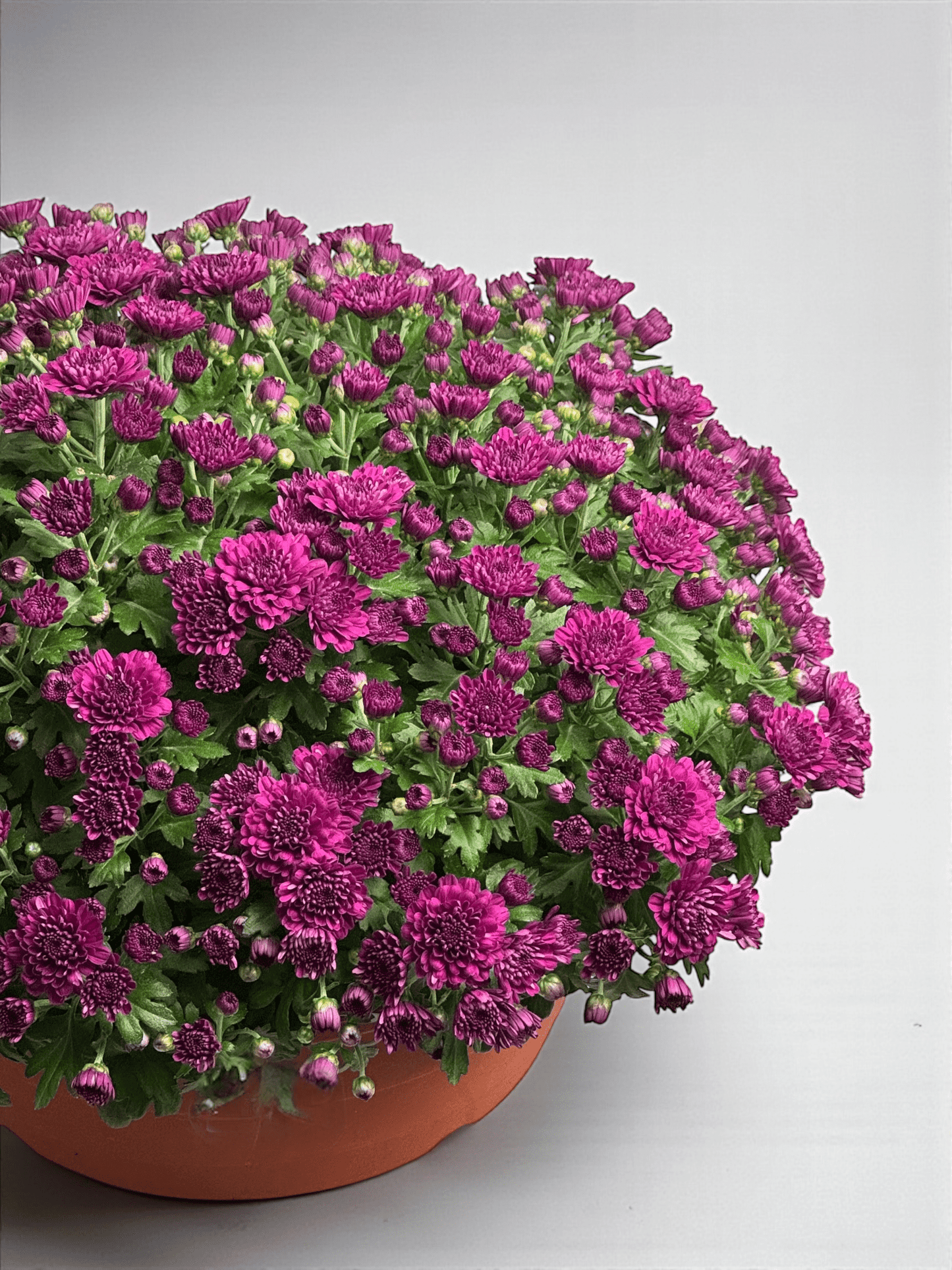 Chrysanthemum - Purple (P310)