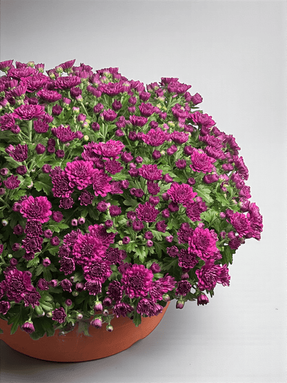 Chrysanthemum - Purple (P310)