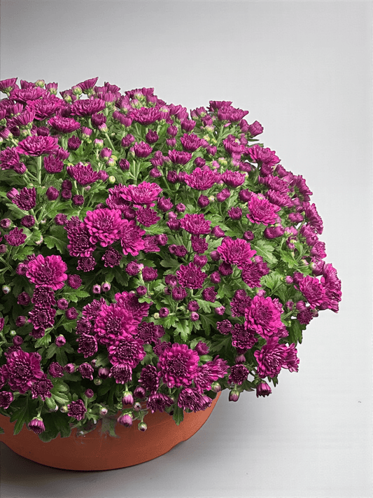 Chrysanthemum - Purple (P310)