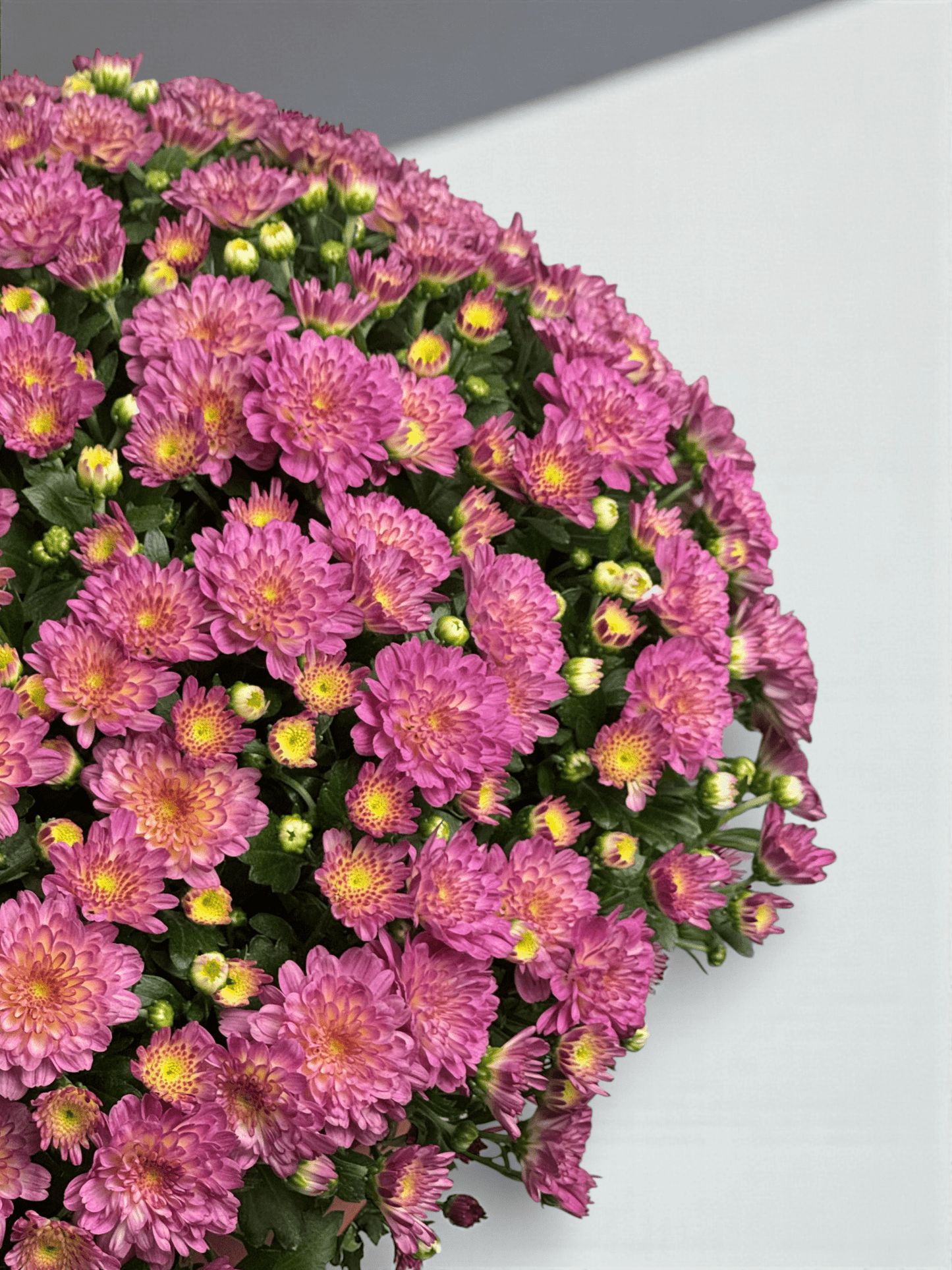 Chrysanthemum - Pink (P310)