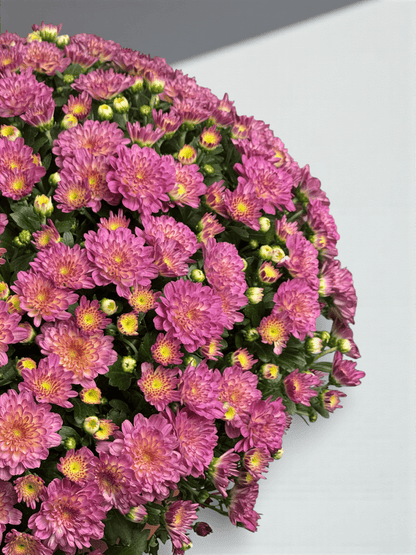 Chrysanthemum - Pink (P310)