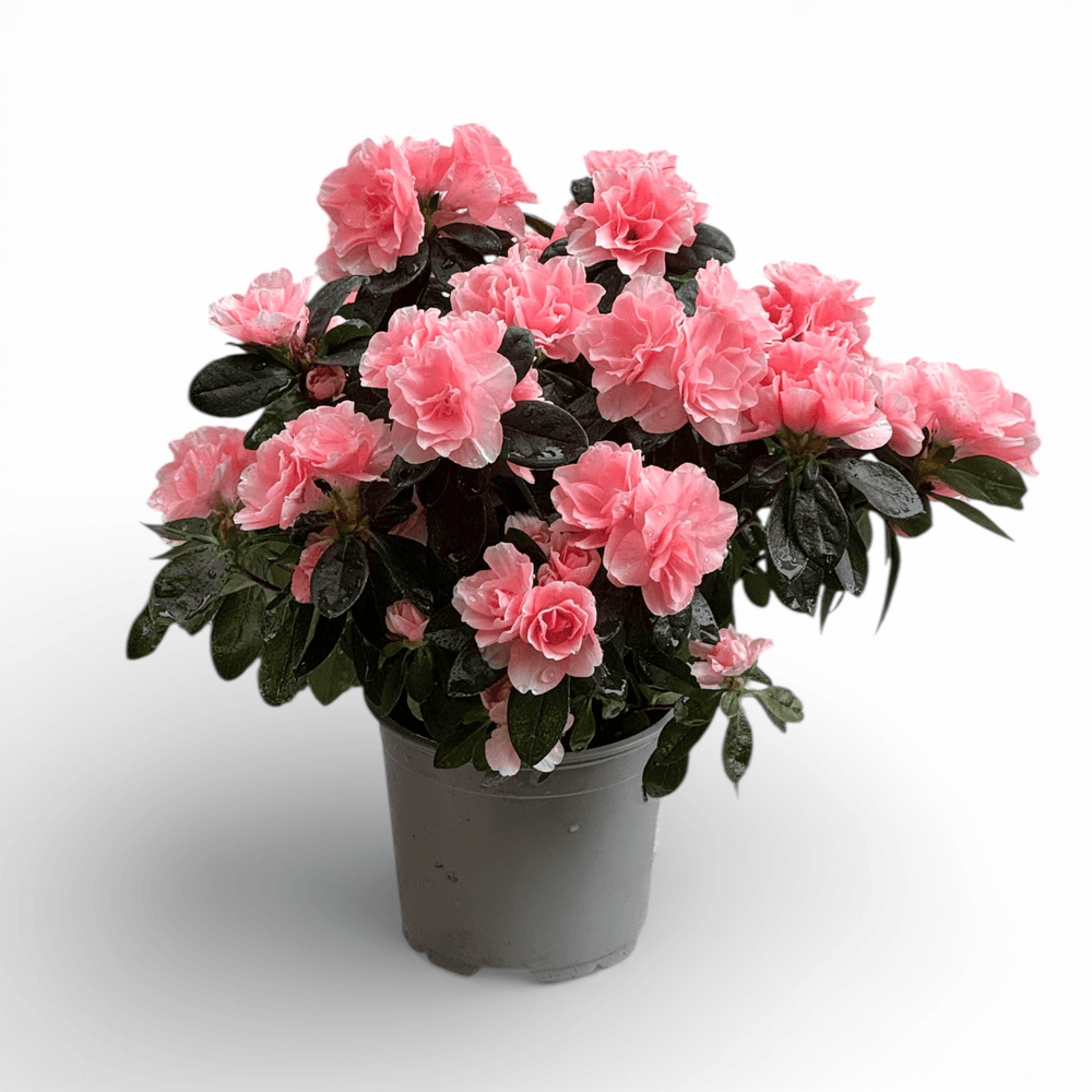 Azalea (P140) - Light Pink