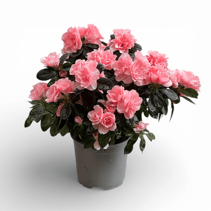 Azalea (P140) - Light Pink