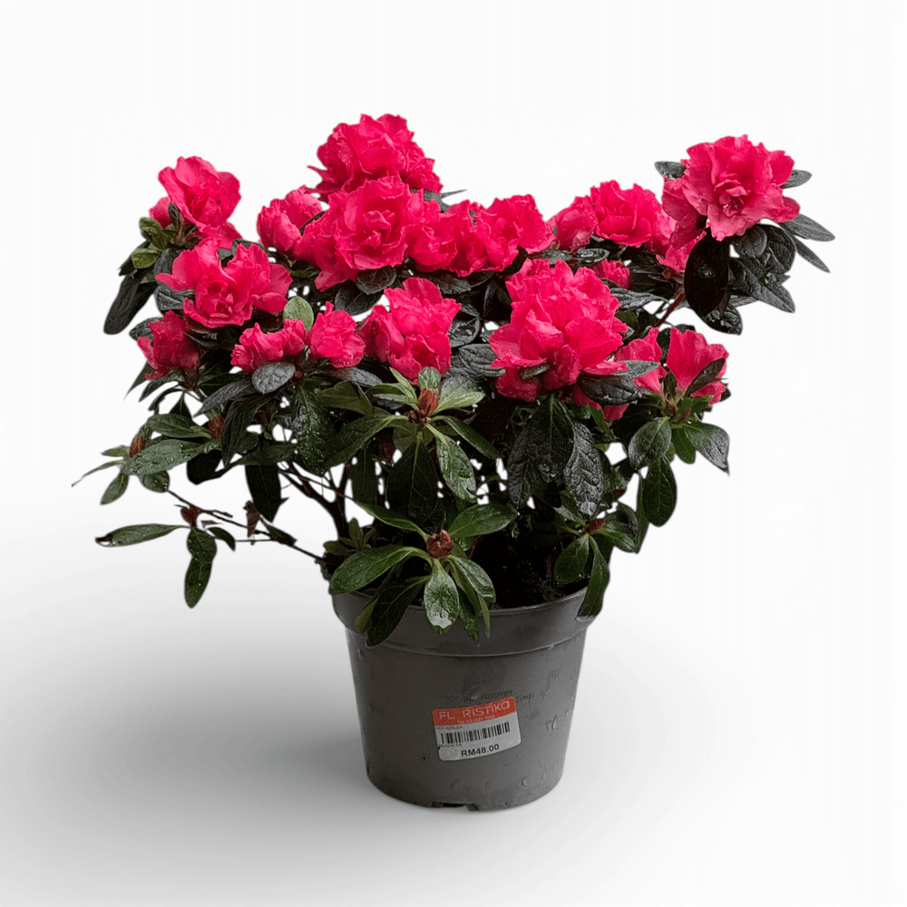 Azalea (P140) - Dark Pink