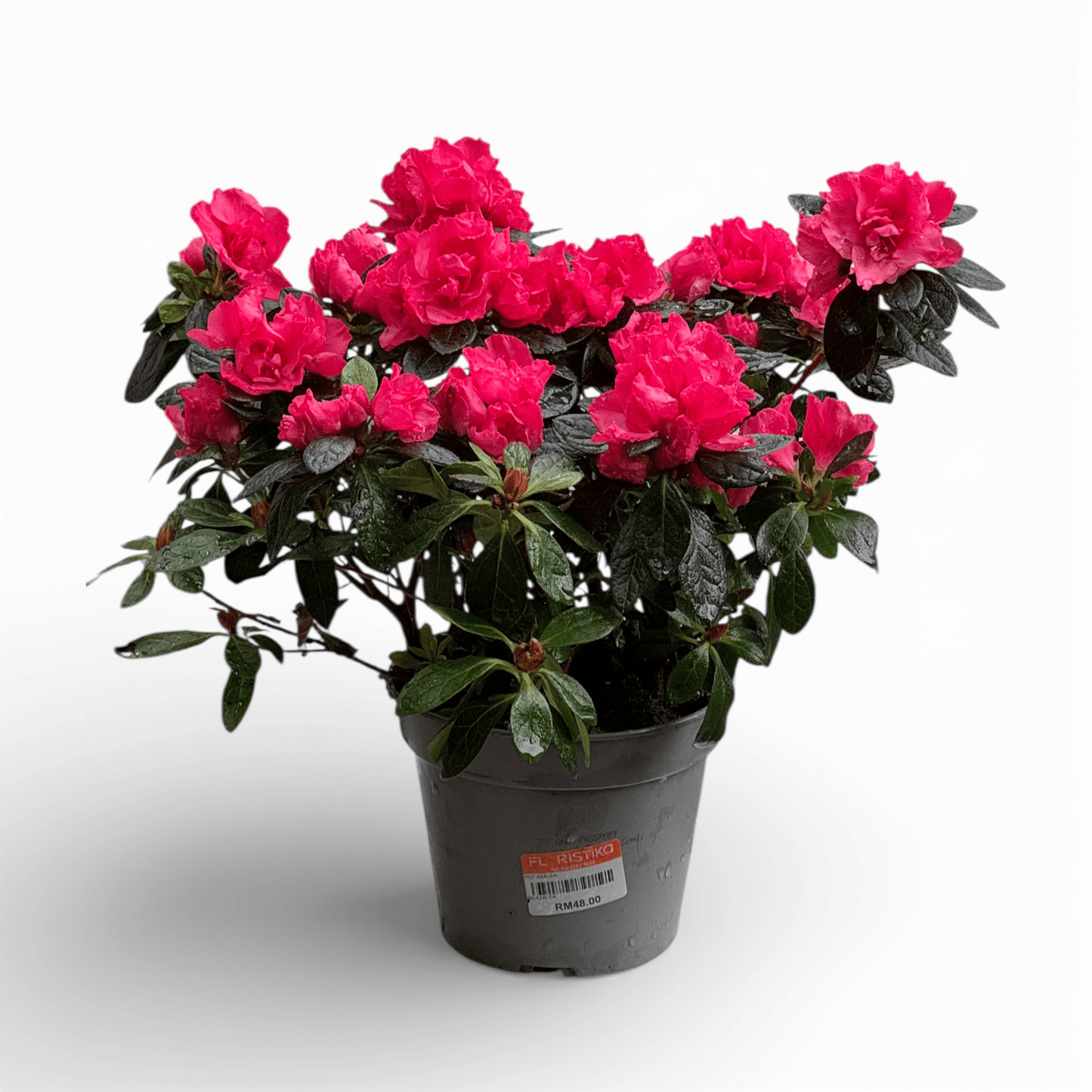 Azalea (P140) - Dark Pink