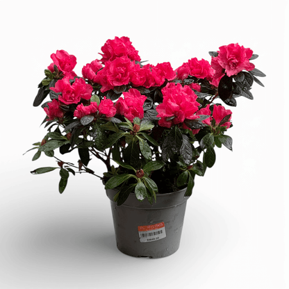 Azalea (P140) - Dark Pink