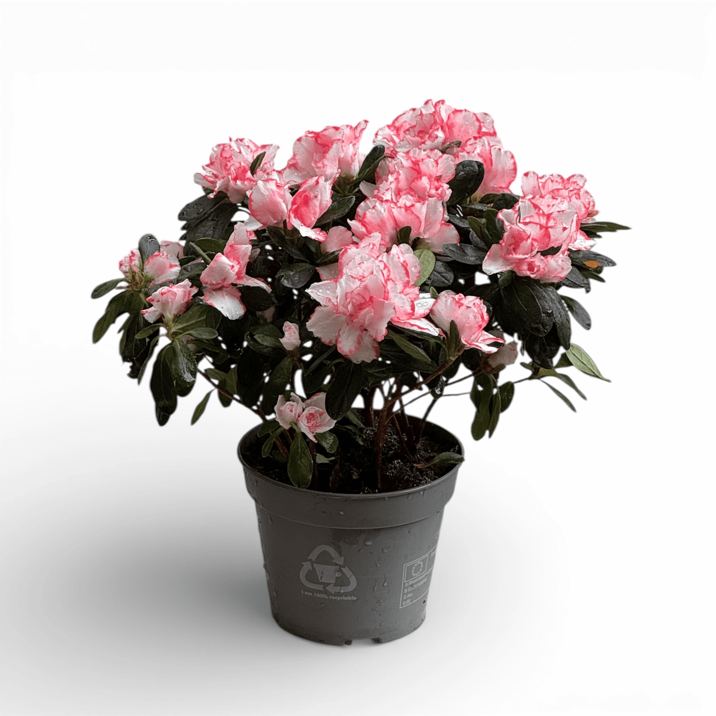 Azalea (P140) - 2 Tone White Pink