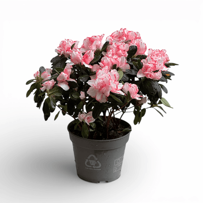 Azalea (P140) - 2 Tone White Pink