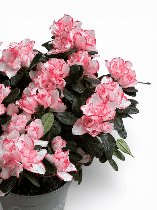 Azalea (P140) - 2 Tone White Pink