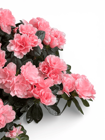 Azalea (P140) - Light Pink