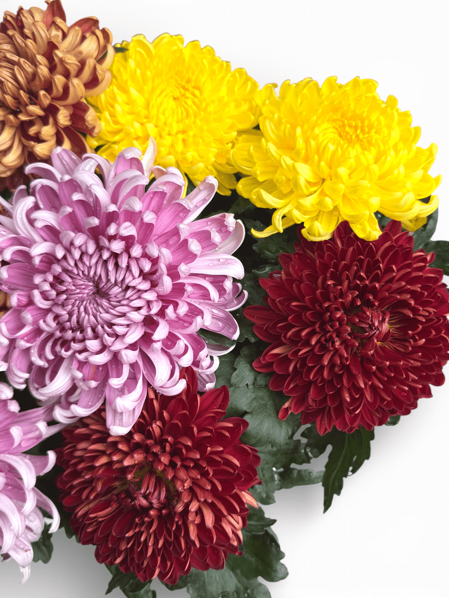 Chrysanthemum Cosmo - Mix Colour (P310)