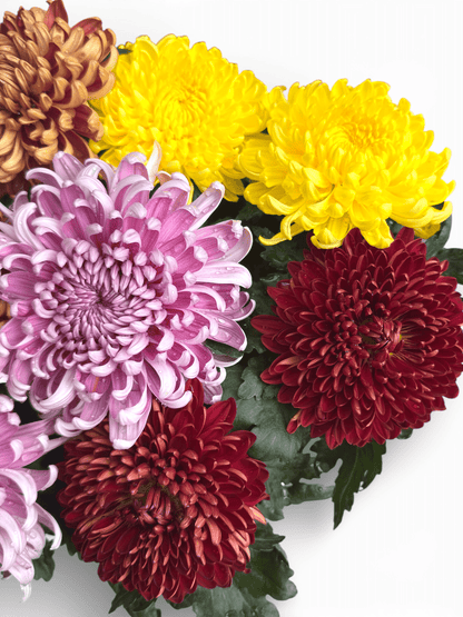 Chrysanthemum Cosmo - Mix Colour (P310)