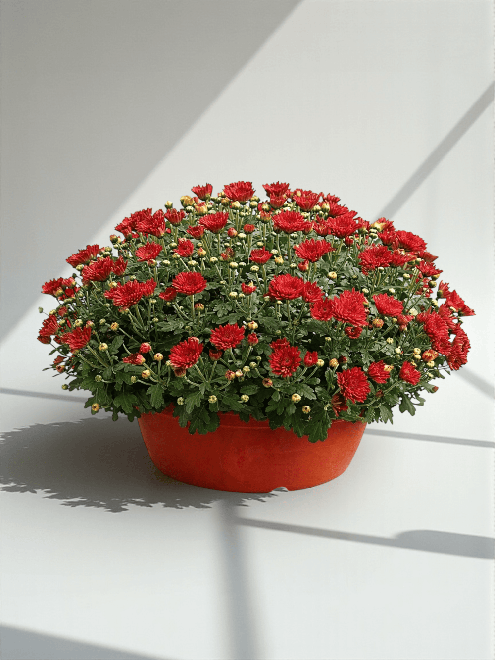 Chrysanthemum - Maroon (P310)