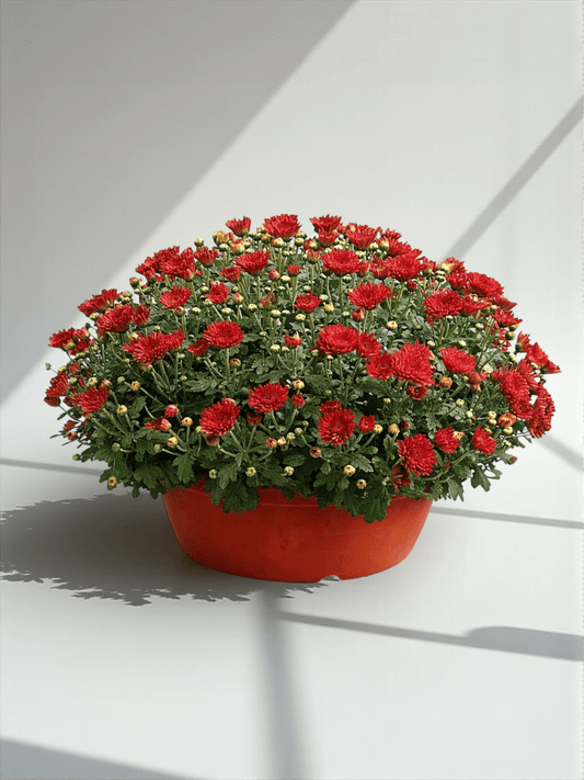 Chrysanthemum - Maroon (P310)