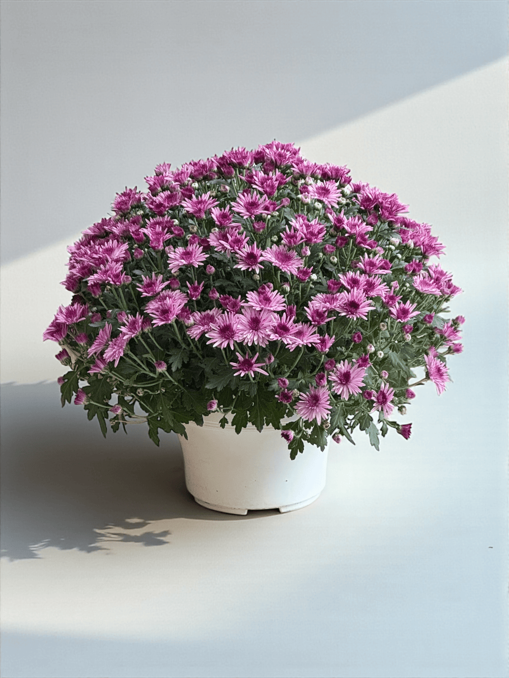 Chrysanthemum - Light Purple (P210)