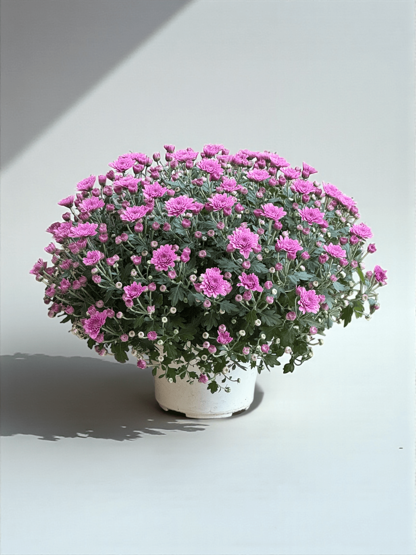 Chrysanthemum - Light Purple (P210)