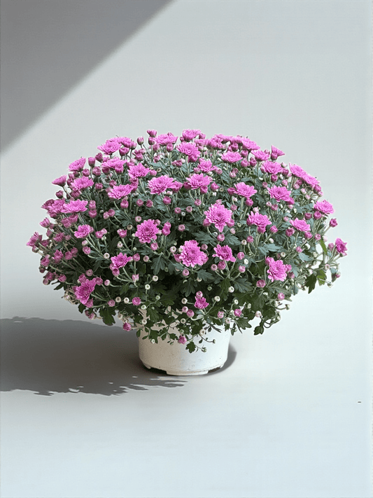Chrysanthemum - Light Purple (P210)