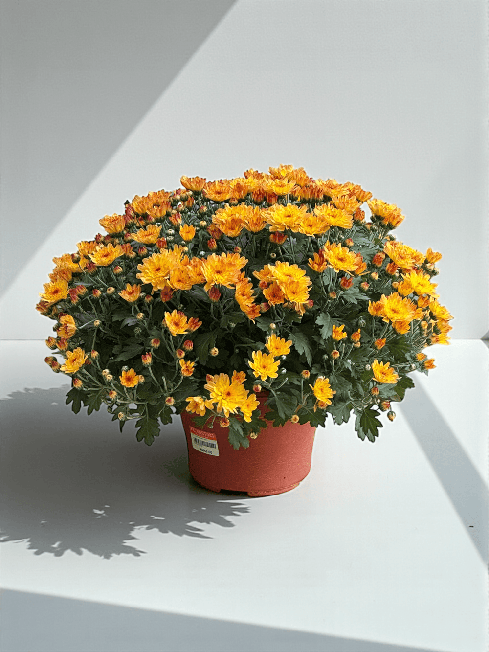 Chrysanthemum - 2 Tone Yellow/Orange Maroon (P210)