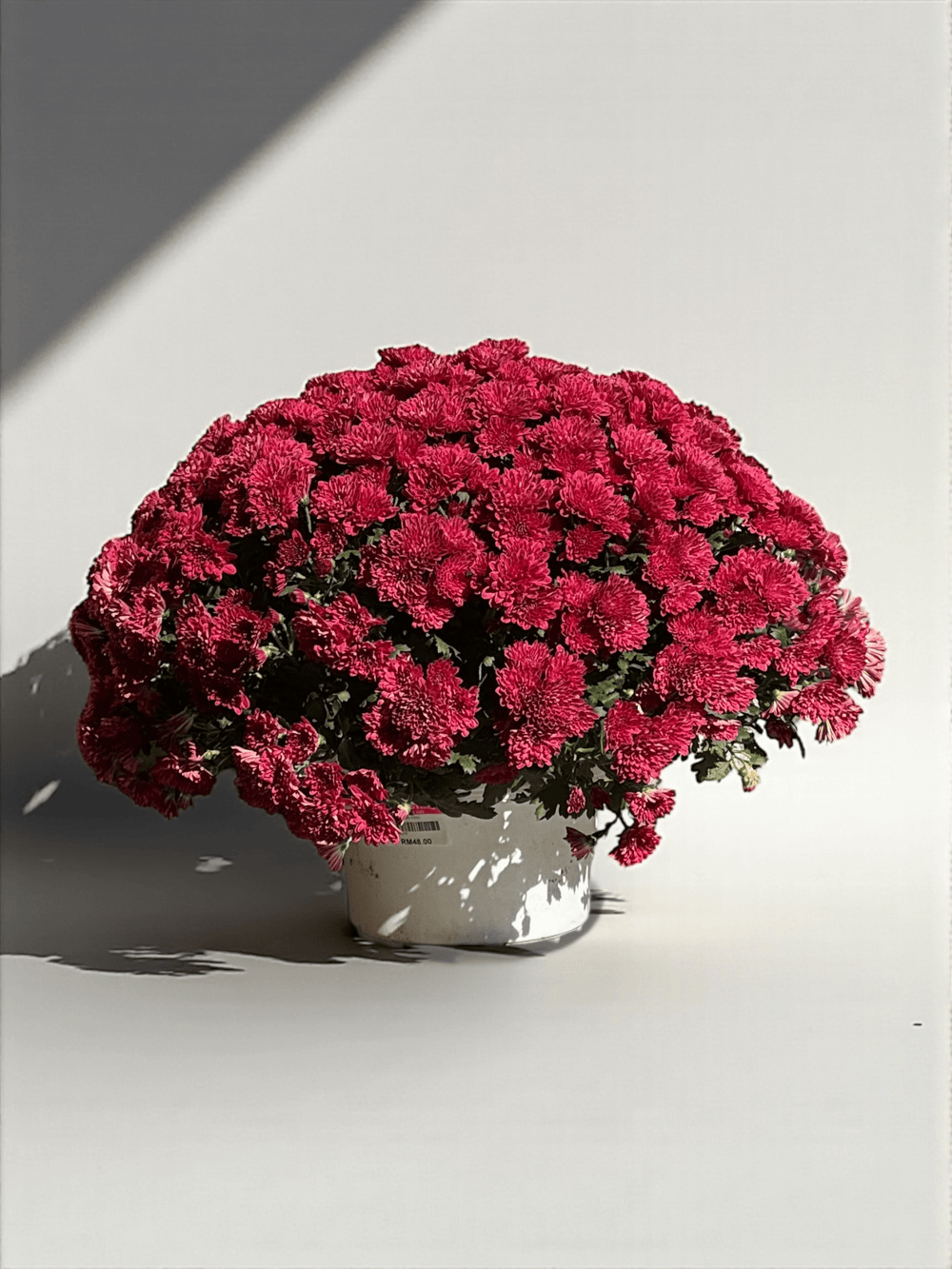 Chrysanthemum - Maroon (P210)