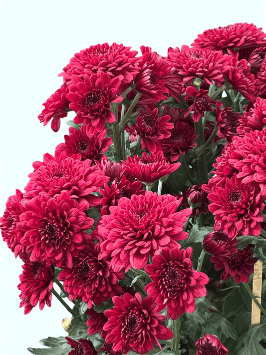Chrysanthemum Kekwa - Maroon