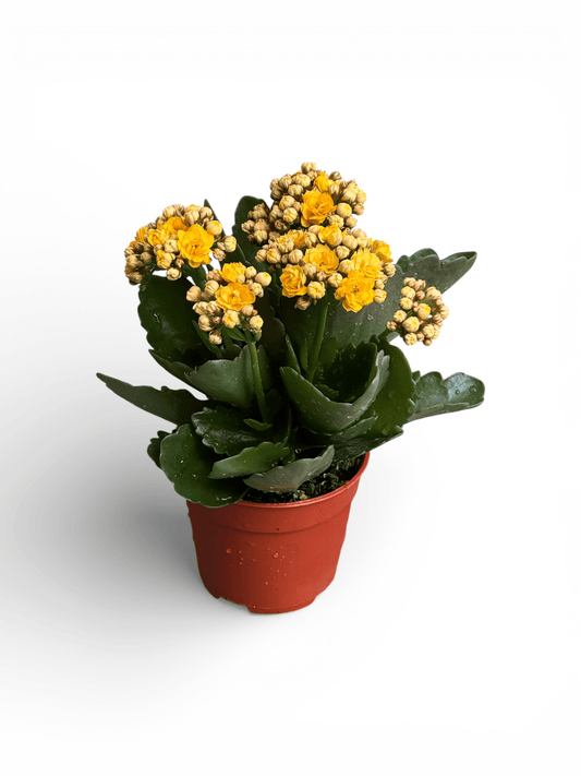 Kalanchoe - P105