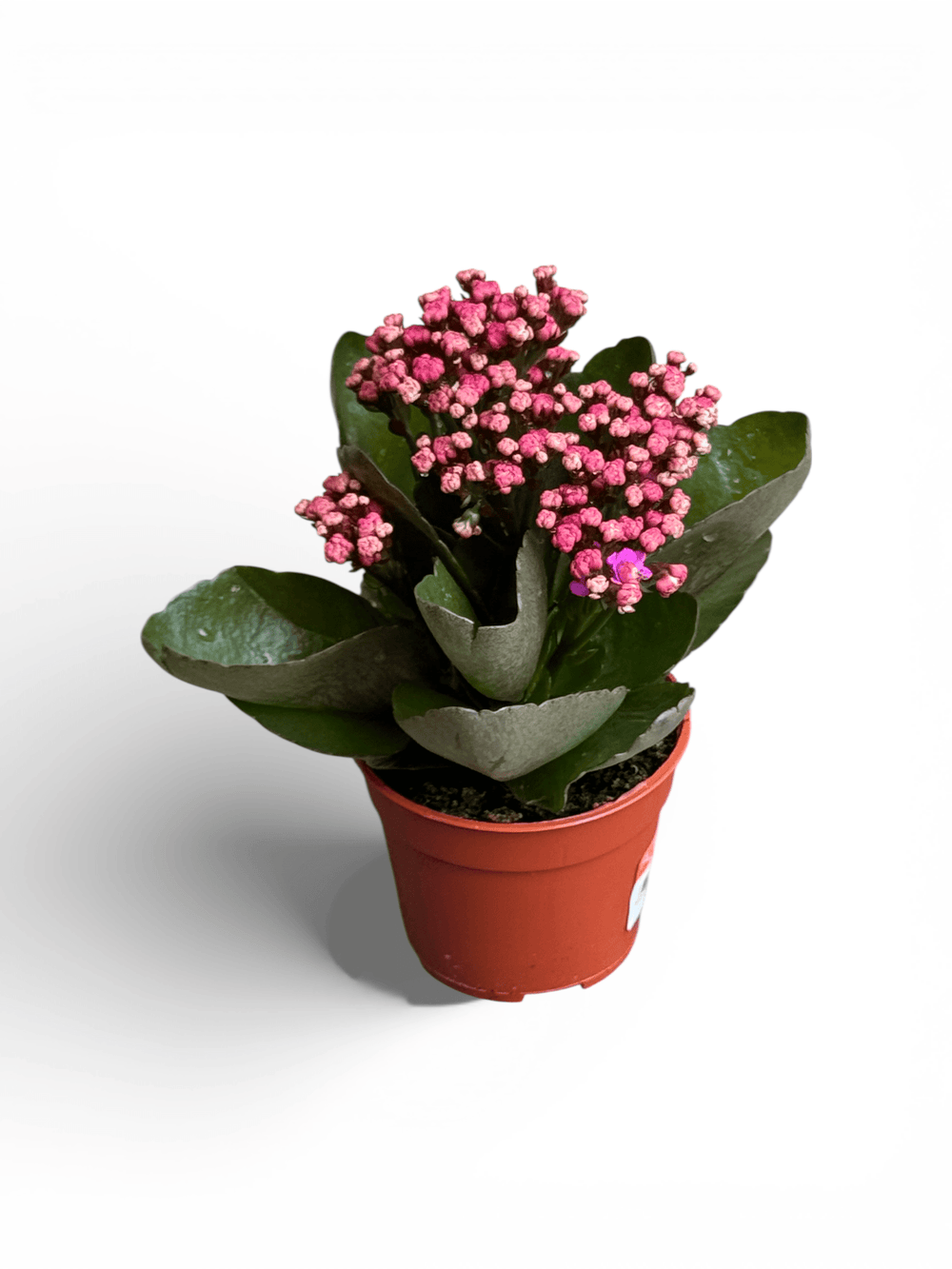 Kalanchoe - P105