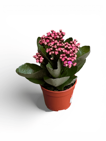 Kalanchoe - P105