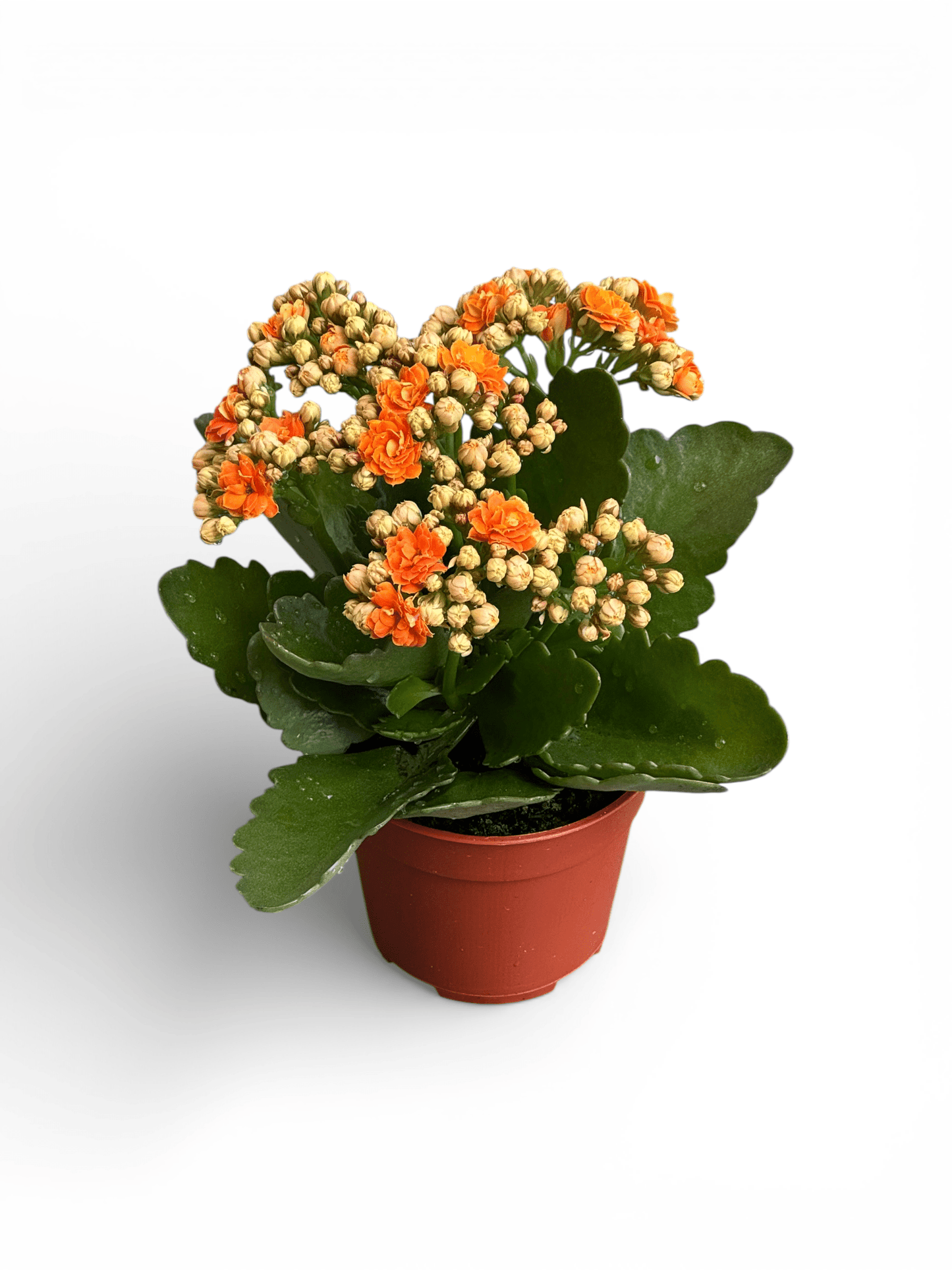 Kalanchoe - P105