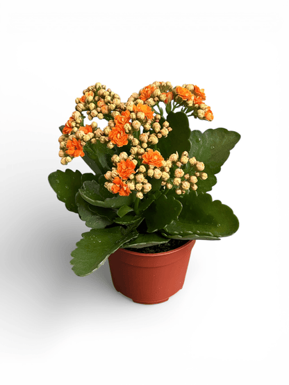 Kalanchoe - P105