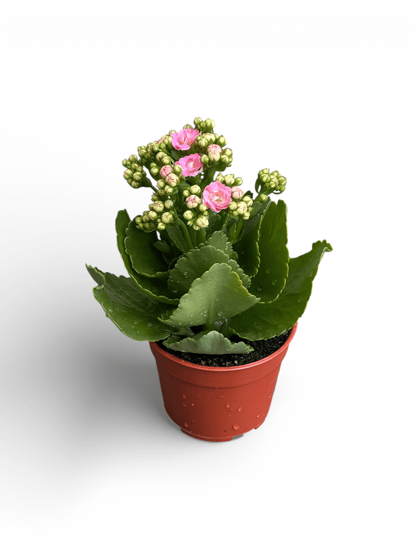 Kalanchoe - P105