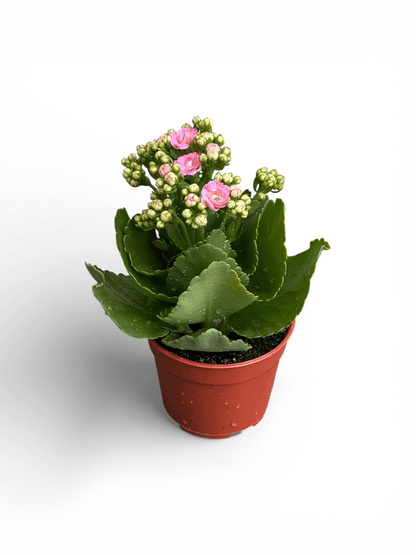 Kalanchoe - P105