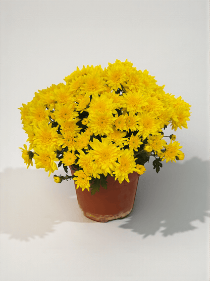 Chrysanthemum - Yellow (P150)