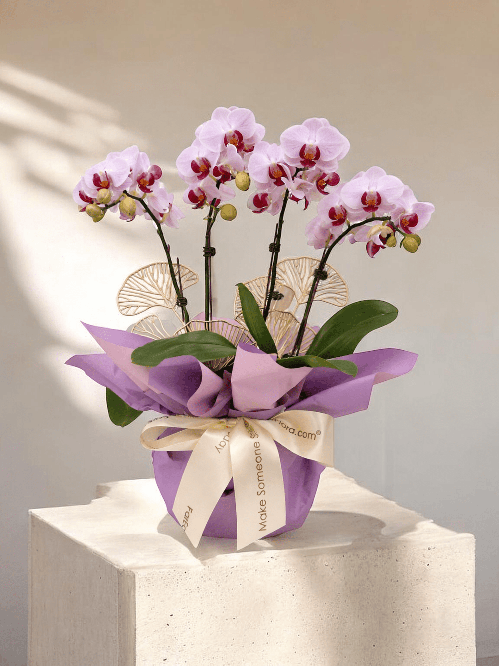 Lestari Indah - Pink Phalaenopsis