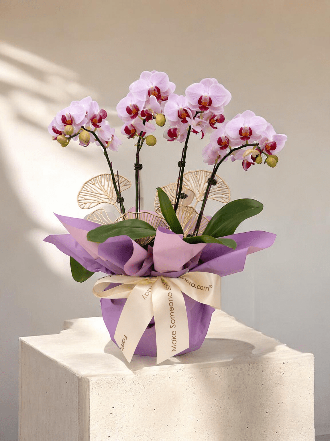Lestari Indah - Pink Phalaenopsis