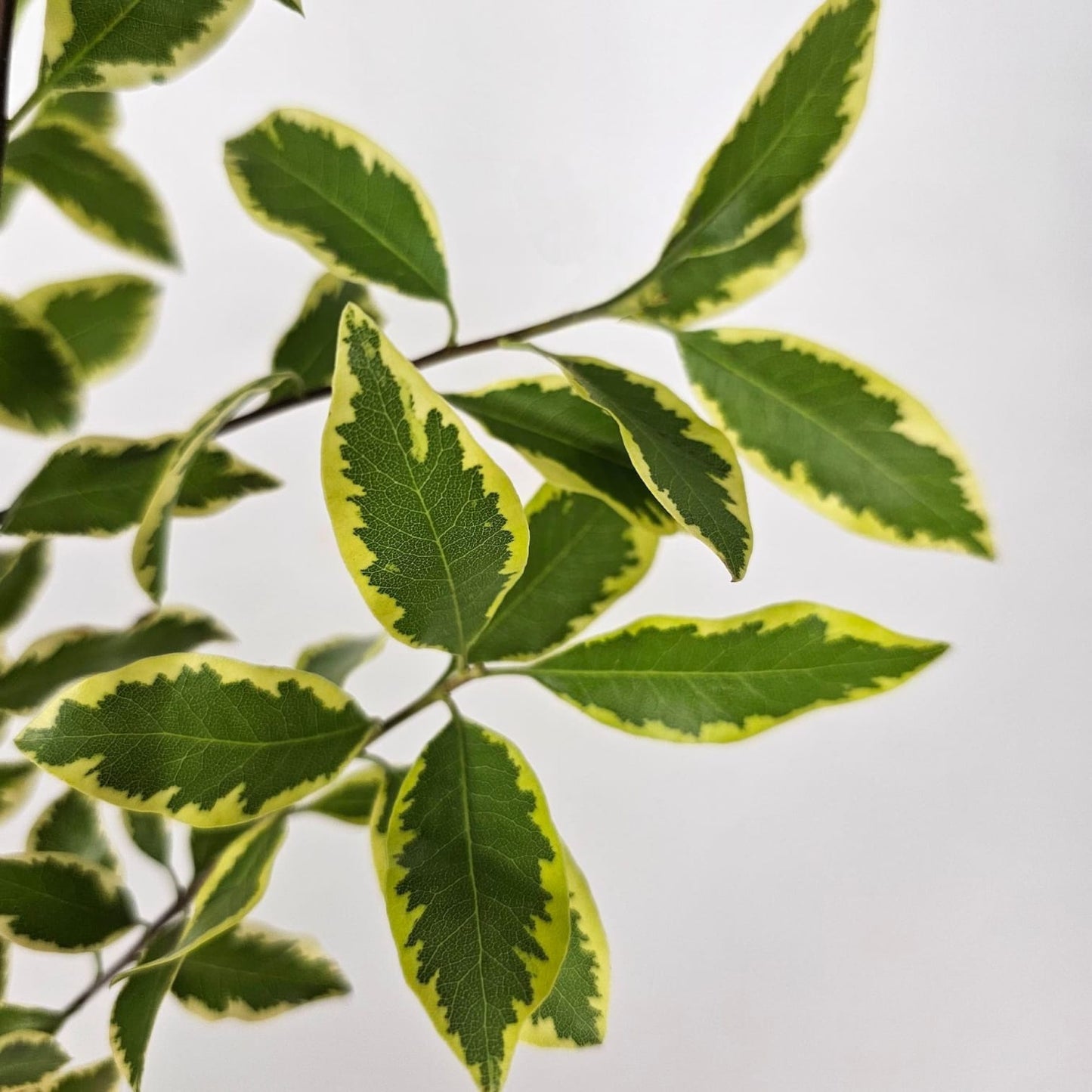 Fresh Cut Flowers at Floristika