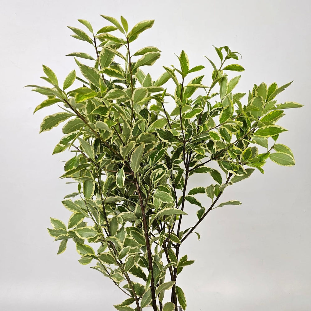 Pittosporum