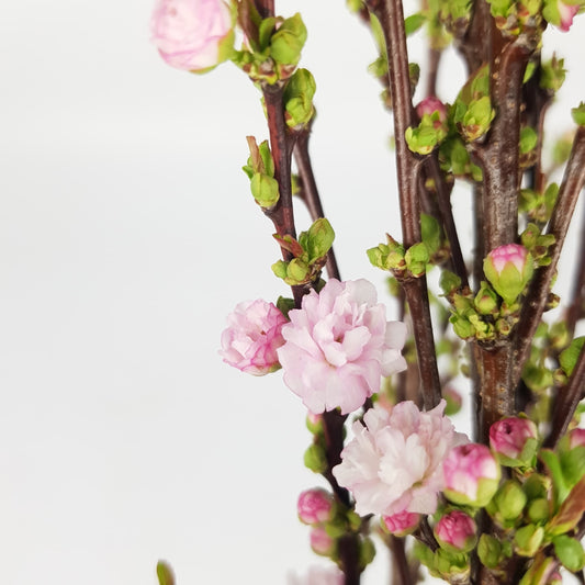 Pearl Plum - Light Pink