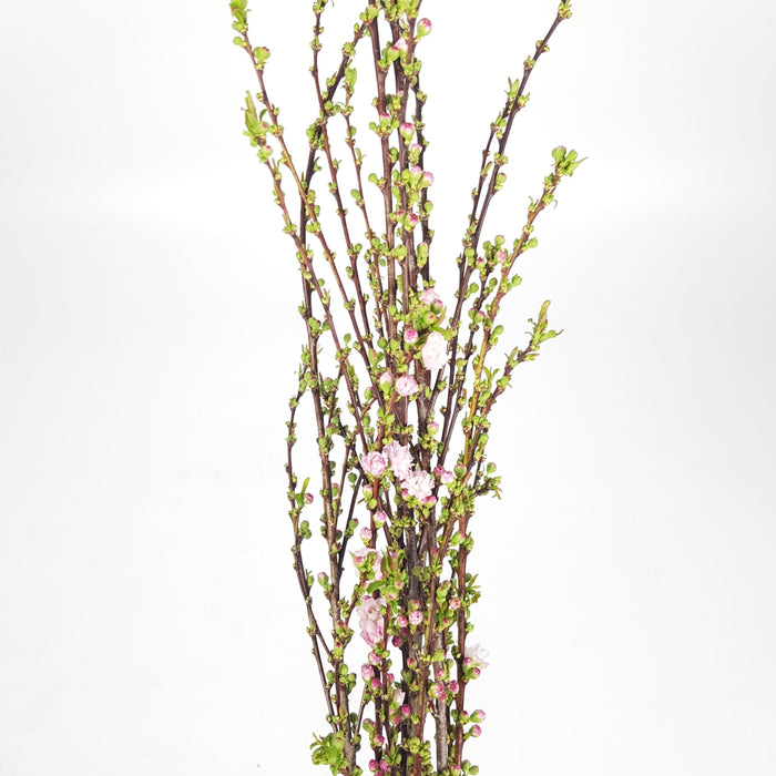 Plum Blossom 100cm (Imported) - Light Pink