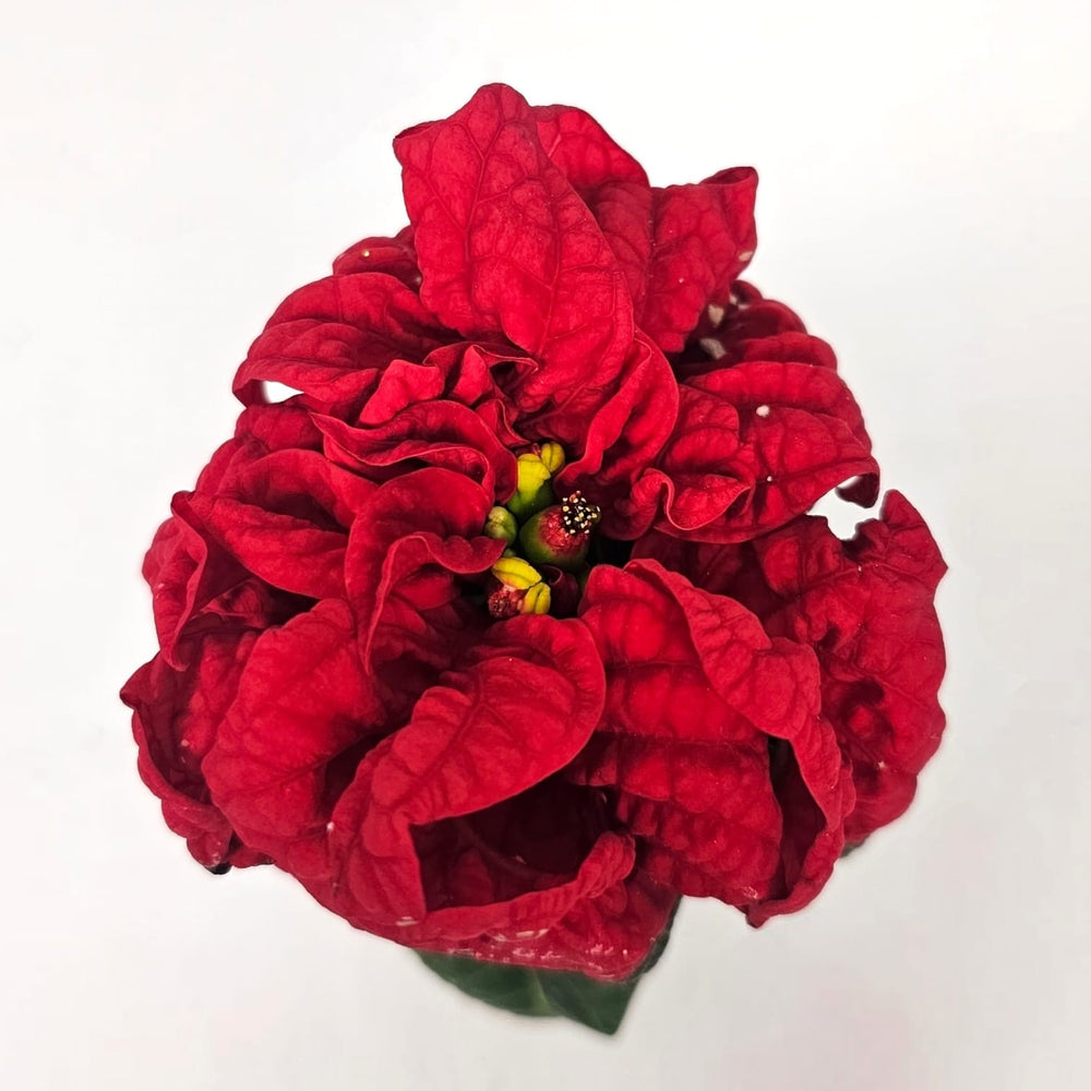 Poinsettia Mini - Winter Rose