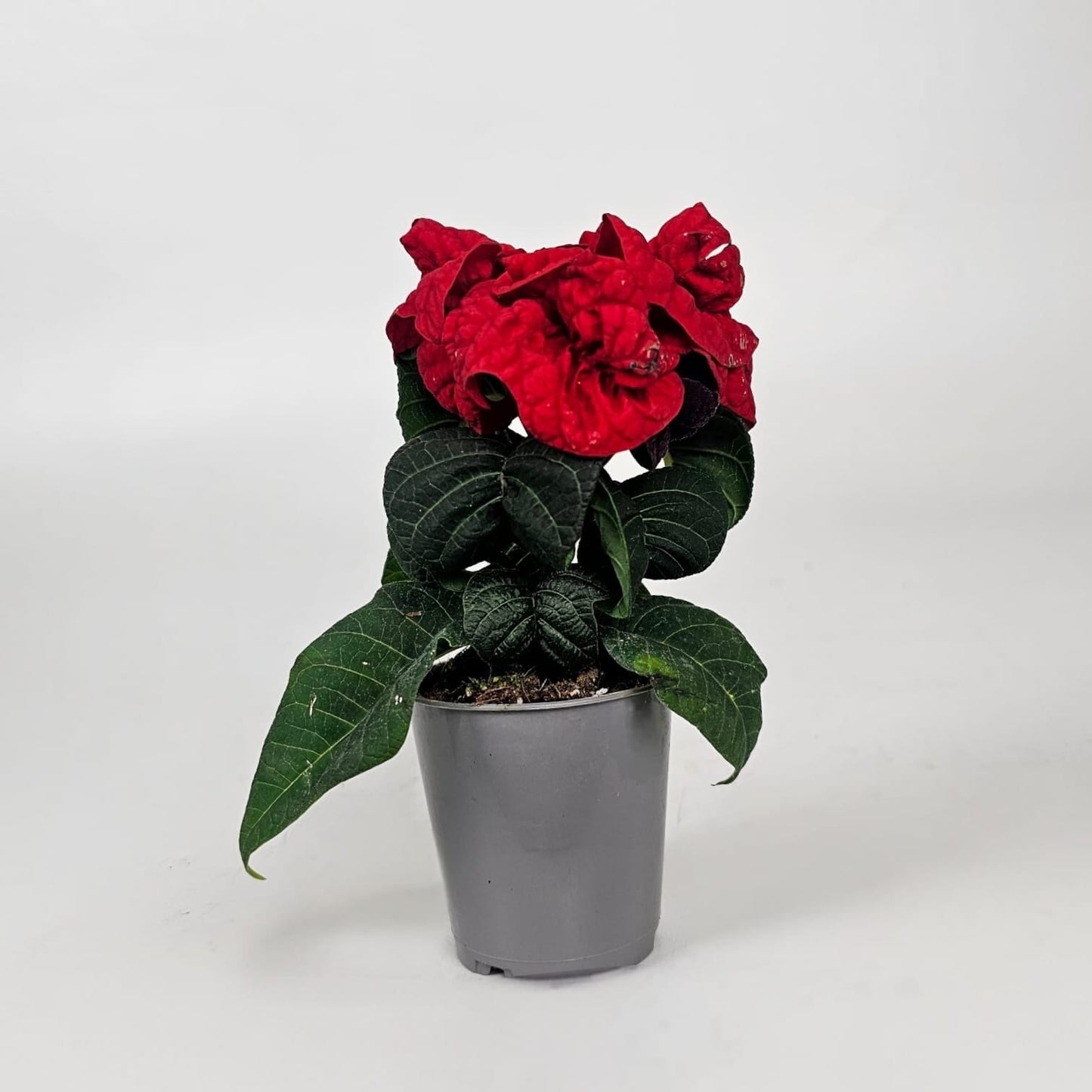 Potted Plants at Floristika