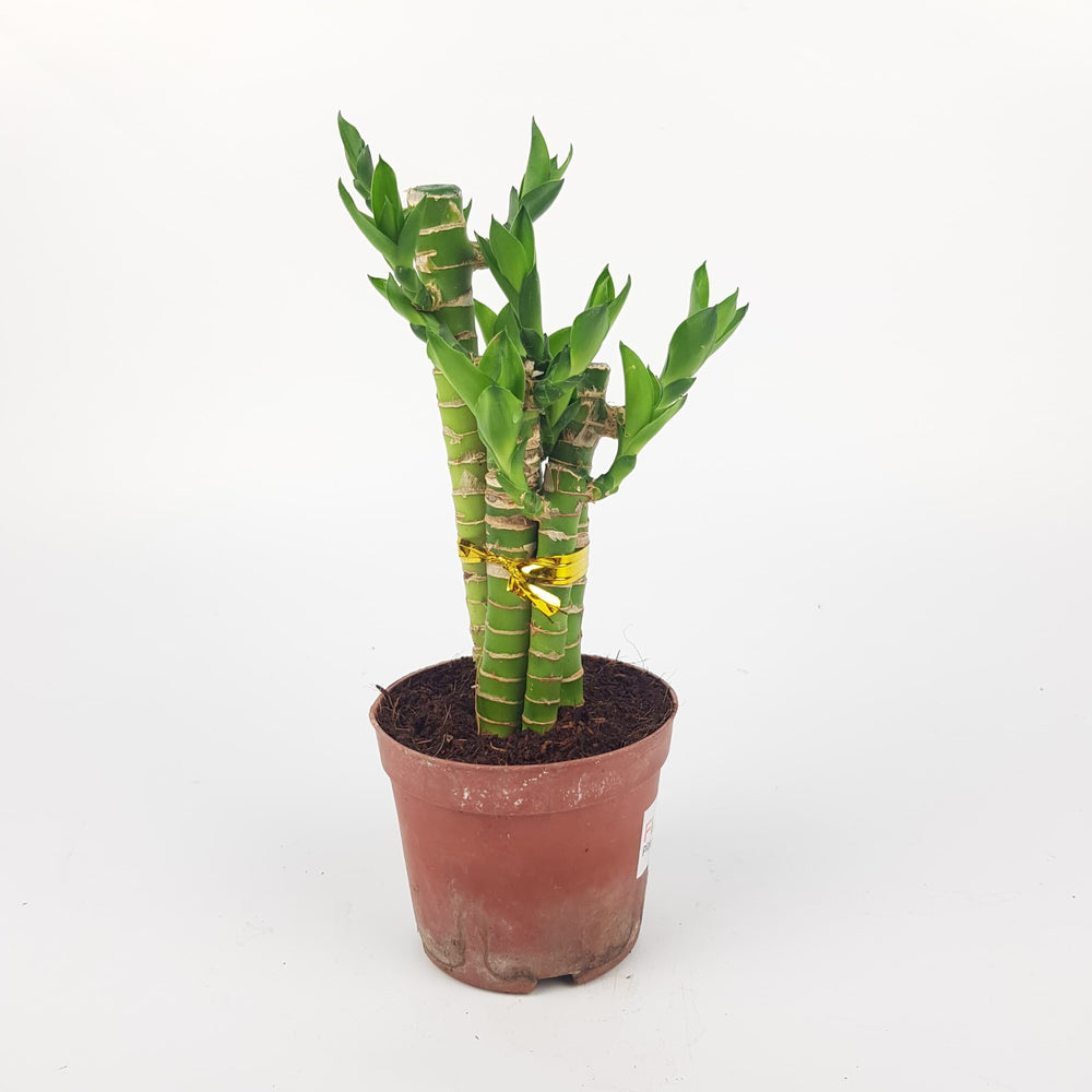 lucky bamboo malaysia Lucky Bamboo 5 in 1 (P150)