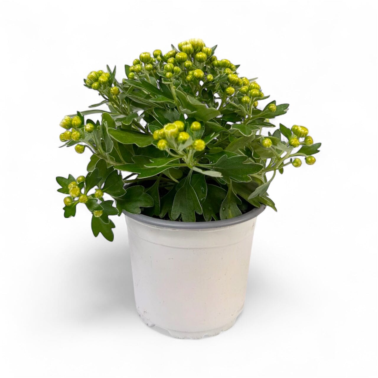 Potted Plants at Floristika