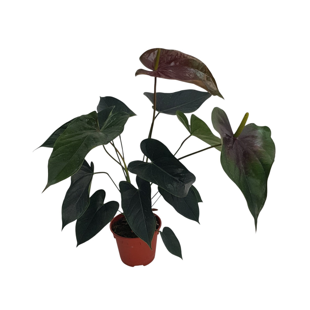 Pot Anthurium Black P150