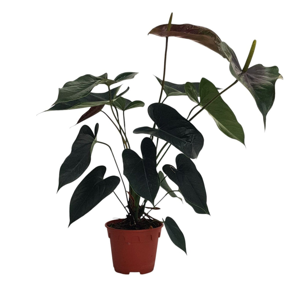 Pot Anthurium Black P150