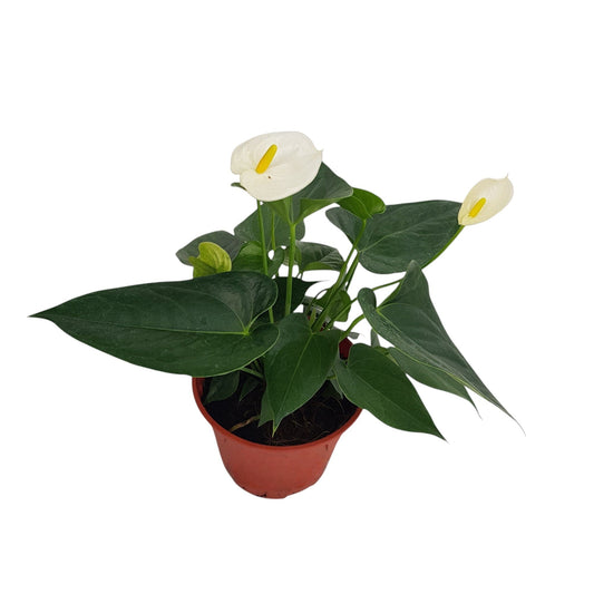 anthurium white