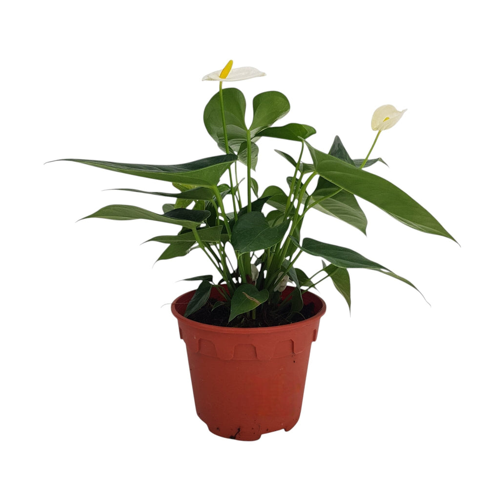 Pot Anthurium White P150