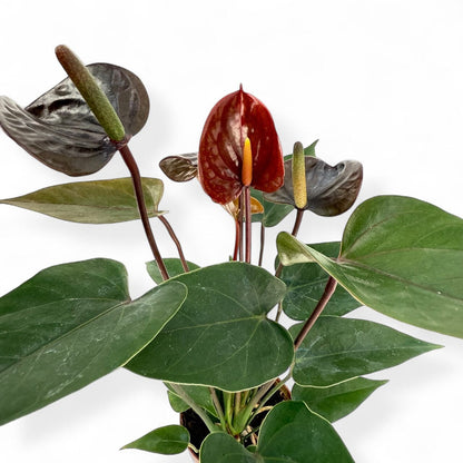 Potted Plants at Floristika