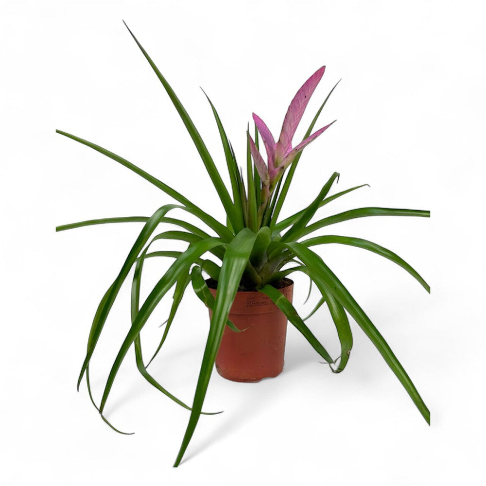 Pot Bromelia Mix - Light Pink